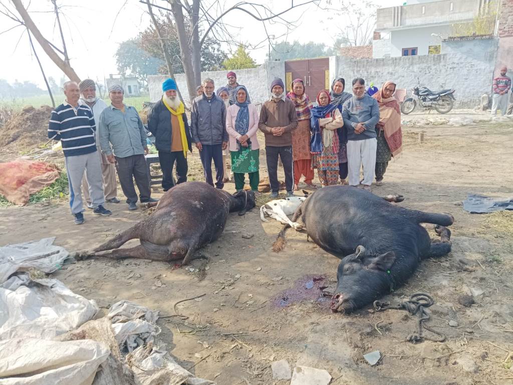 Buffalo cow and calf die in fire in haveli in Bhagtupur